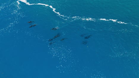 Pod-of-dolphins-swimming-in-waters-off-the-coast-of-Tahiti