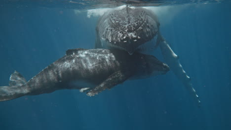 Humpback-Whales-Resting-In-The-Tropical-Breeding-Grounds-Of-Vava'u-Tonga,-Super-Close-Up-Underwater-View-Of-Mom-Embracing-Calf-With-Tender-Love-And-Care