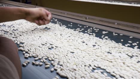 Worker-inspecting-a-conveyor-belt-of-white-silkworm-cocoons-in-a-silk-factory,-close-up