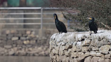 Two-cormorants-relaxing-in-the-sunshine-on-a-stone-wall-after-a-morning-of-fishing-in-the-lake