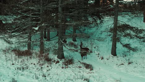 Family-of-deer-among-quaint-evergreen-trees-and-snow-covered-brush-in-front-of-a-large-historic-mansion-in-a-scenic-winter-composition-of-nature-and-structure