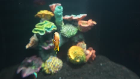 Background-of-beautiful-clownfish-swimming-in-slow-motion-in-the-center-of-the-tank