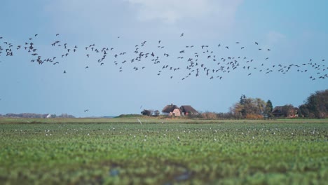 Ein-Schwarm-Zugvögel-Fliegt-über-Die-Grüne-Ländliche-Landschaft