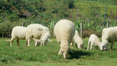 Rebaño-De-Ovejas-Sarda-Con-Corderos-Pastando-Alimentándose-En-Prados-De-Hierba-Verde-En-Las-Tierras-Altas-De-La-Granja-Da-Lat,-Vietnam---ángulo-Bajo-En-Cámara-Lenta