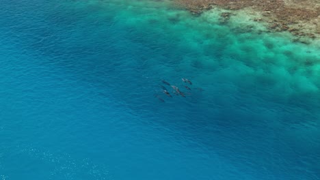 Cinematic-drone-view-of-calm-pod-of-dolphins-swimming-along-coastline-next-to-shallow-coral-reef-in-Tahiti