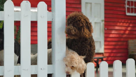 Adorable-Toy-Poodles-Dogs-Lean-on-White-Plank-Wood-Fence-Looking-Out-Barking-in-Red-House-Courtyard---slow-motion