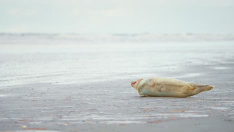 Foca-De-Puerto-Bebé-Acostada-De-Lado-En-La-Playa-De-Arena-Gris-Y-Jadeando