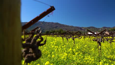 Wind-Making-yellow-mustard-flowers-Dance-within-grape-vines-in-The-Napa-Valley