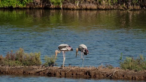 One-on-the-left-reaching-the-ground-with-its-bill-while-the-other-on-the-right-scratches-its-beak-with-its-left-foot,-Painted-Stork-Mycteria-leucocephala,-Thailand