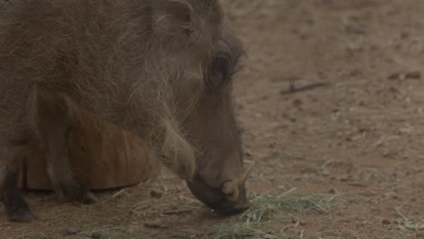 Warthog-eating-off-the-ground-slow-motion