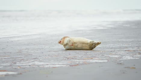 Bebé-Foca-Con-Sangre-En-La-Piel-Acostada-Jadeando-De-Lado-En-La-Playa