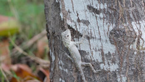 Grey-Oriental-Garden-Lizard-,-Eastern-Common-Indian-Garden-Lizard,-Bloodsucker-or-Changeable-Lizard-Climbing-Tree-Trunk---close-up