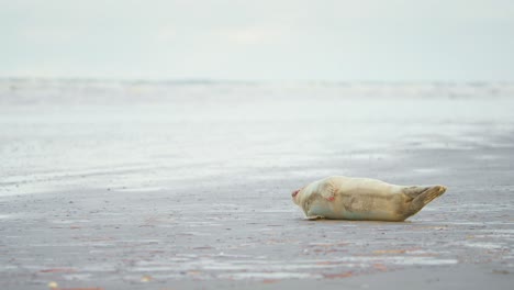 Foca-Común-Herida-Acostada-De-Costado-En-La-Playa,-Jadeando-De-Dolor