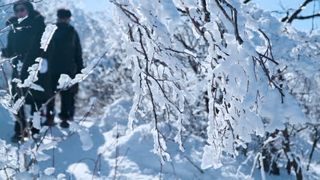 Korean-People-Hiking-at-Balwangsan-Mountain-Mona-Park-Walking-Through-Snowcapped-Forest-in-Winter-Wonderland,-Pyeongchang-gun,-Gangwon-do,-South-Korea---Slow-Motion-Pan-on-Tree-Branch-in-Focus