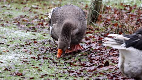 Ducks-on-the-snow-in-the-park-looking-for-something-to-eat-in-winter