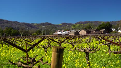 Calm-light-winded-day-in-a-vineyard-with-many-colorful-yellow-mustard-flowers-in-The-Napa-Valley