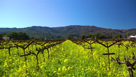 slow-zoom-in-on-Vibrant-Mustard-Flowers-in-a-Vineyard,-The-Napa-Valley-California