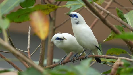 Two-rare-Bali-myna,-leucopsar-rothschildi,-perched-on-tree-branch,-wondering-around-the-surroundings,-spread-its-wings-and-fly-away,-close-up-shot-of-critically-endangered-bird-species