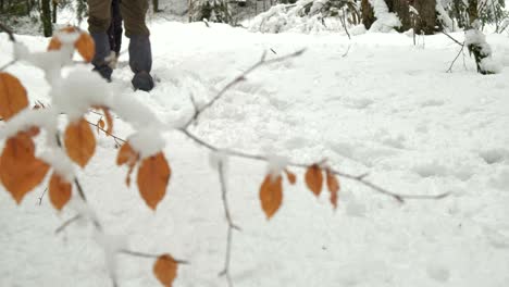 Leg-detail-view-of-hikers-with-black-dog-walking-in-a-snow-covered-landscape-among-evergreen-trees