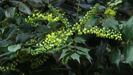 Mahonia-shrub-flowering-with-scented-flowers-in-the-winter