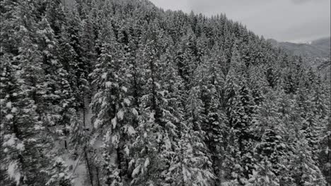 Snow-Covered-Coniferous-Forest-In-American-Fork-Canyon,-Utah,-United-States---Aerial-FPV