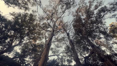 Pasear-Con-Una-Perspectiva-Aérea,-Admirar-Las-Copas-De-Los-árboles-Que-Pasan,-Mostrar-La-Experiencia-De-Transitar-Por-Caminos-Y-Saborear-La-Belleza-De-La-Naturaleza