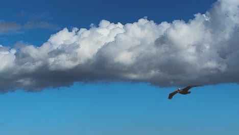 Pelícanos-Volando-De-Cerca-En-Cámara-Lenta,-Mostrando-Nubes-Blancas-Y-Cielo-Azul-En-El-Sur-De-California