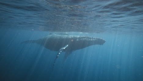 Ein-Riesiger-Weiblicher-Buckelwal-Schwimmt-Mit-Ihrem-Jungen-Kalb-Im-Schlepptau