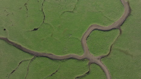 Luftaufnahme-Von-Oben-über-Dem-Lebensraum-Grünes-Sumpfland