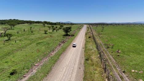 White-SUV-drives-down-a-dirt-road-with-Acacia-trees-in-KwaZulu-Natal,-South-Africa,-aerial-drone