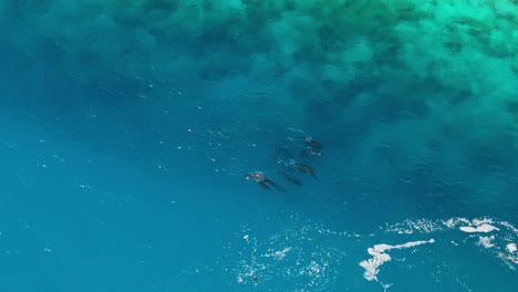 Manada-De-Delfines-Nadando-Junto-A-Un-Arrecife-De-Coral-Poco-Profundo-En-La-Polinesia-Francesa