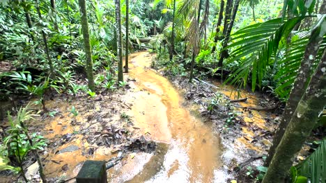 Arroyo-En-La-Reserva-Natural-Del-Parque-Natural-De-Windsor-En-Singapur