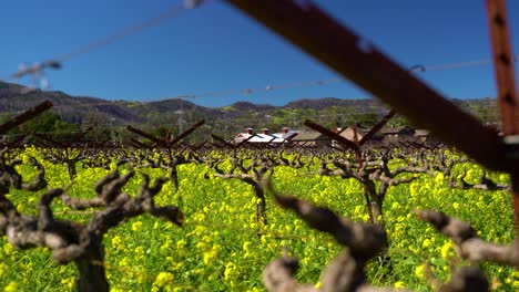 Yellow-blooming-Mustard-flowers-blowing-in-the-wind-between-vineyard-lines-near-a-winery-in-the-Napa-Vallley