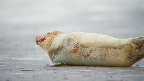 Baby-harbor-seal-with-bloody-fur-lying-on-beach,-looking-scared