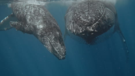 Schwimmen-Mit-Walen-Im-Königreich-Tonga