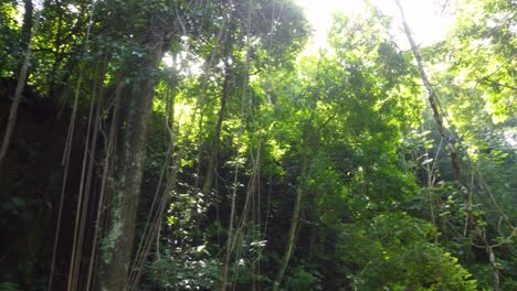 Jungle-vegetation-trees-and-nature-rainforest-Minca,-Colombia-South-America