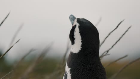 Nahaufnahme-Eines-Magellanpinguins,-Der-Sich-Auf-Der-Insel-Martillo,-Feuerland,-Argentinien,-Umschaut