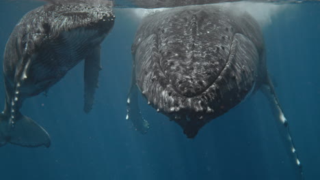 Ballenas-Jorobadas,-Encuentro-Cercano-Súper-Raro,-Madre-Curiosa-Y-Cría-Se-Acercan-A-Un-Turista-Amigable-Haciendo-Snorkel-En-Vava&#39;u-Tonga