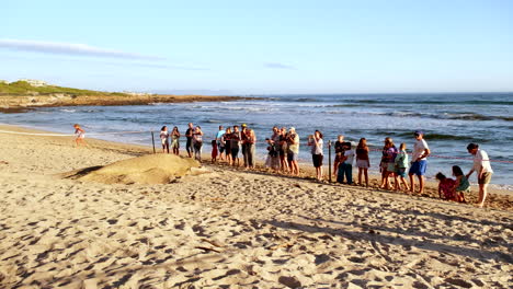 Visitantes-De-La-Playa-Cautivados-Por-La-Vida-Silvestre-única,-El-Famoso-Buffel,-El-Elefante-Marino