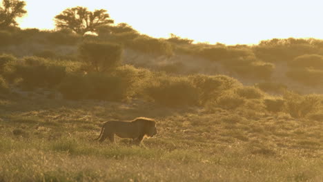 Marching-Male-Lion-In-The-Savannah-At-Sunset