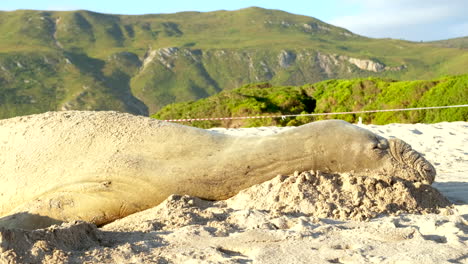 Profilansicht-Eines-Südlichen-Seeelefanten,-Der-Am-Weißen-Sandstrand-Ein-Nickerchen-Macht,-Teleobjektiv