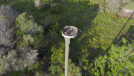 Luftaufnahme-Eines-Fischadlers-In-Einem-Künstlichen-Nest-In-Einem-Vorstädtischen-Waldgebiet