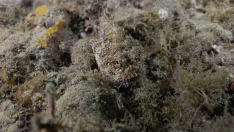 A-Scorpion-fish-camouflaged-on-the-bottom-of-the-ocean-not-moving-to-not-be-seen