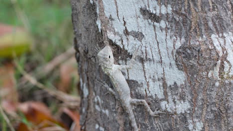 Lagarto-De-Jardín-Oriental-Sube-Al-Tronco-De-Un-árbol---Primer-Plano