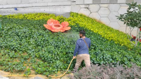 A-worker-is-watering-shrub-plants-using-water-from-a-rubber-hose