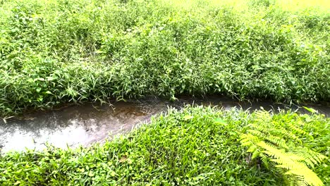 Arroyo-Que-Fluye-Entre-Vegetaciones-Verdes-En-El-Parque-Natural-De-Windsor,-Singapur