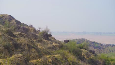 Búfalos-Pastando-En-El-Valle-Del-Río-Chambal-Con-Paisaje-De-Páramo-Semiárido-En-Beehad-De-Morena-Dholpur-De-Madhya-Pradesh,-Rajastán-De-La-India