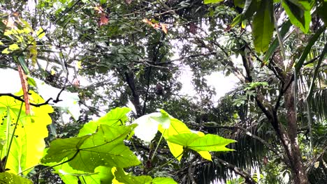 Distant-View-Of-A-Monkey-Sitting-On-Trees-At-Windsor-Nature-Park,-Singapore