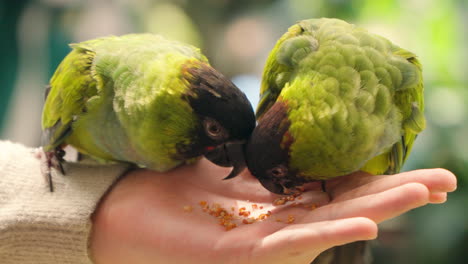 Two-Nanday-Parakeets-Eating-Seeds-From-Woman's-Hand-at-Petting-Zoo---Close-up-Slow-Motion