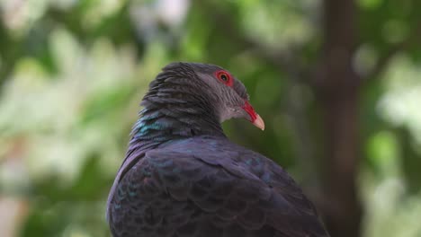 Female-metallic-pigeon,-columba-vitiensis-metallica-with-iridescent-plumage,-bobbing-its-head,-cooing-and-calling-its-mate,-close-up-shot-capturing-the-head-details-of-this-bird-species